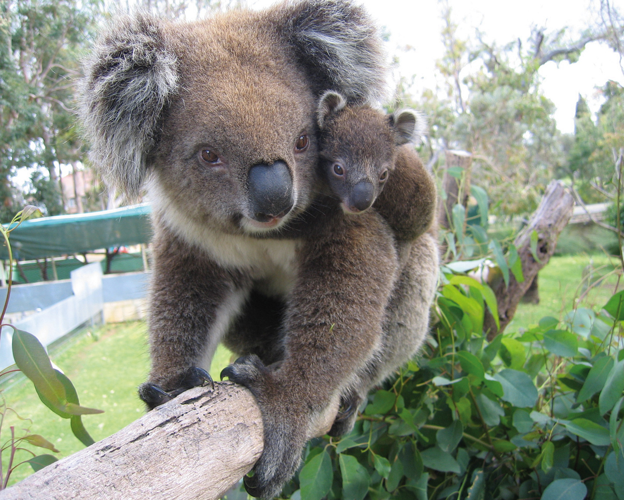 B2s koala. Коала выдра. Wawa Zoo.