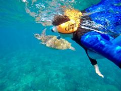 SNORKEL WITH THE TURTLES!