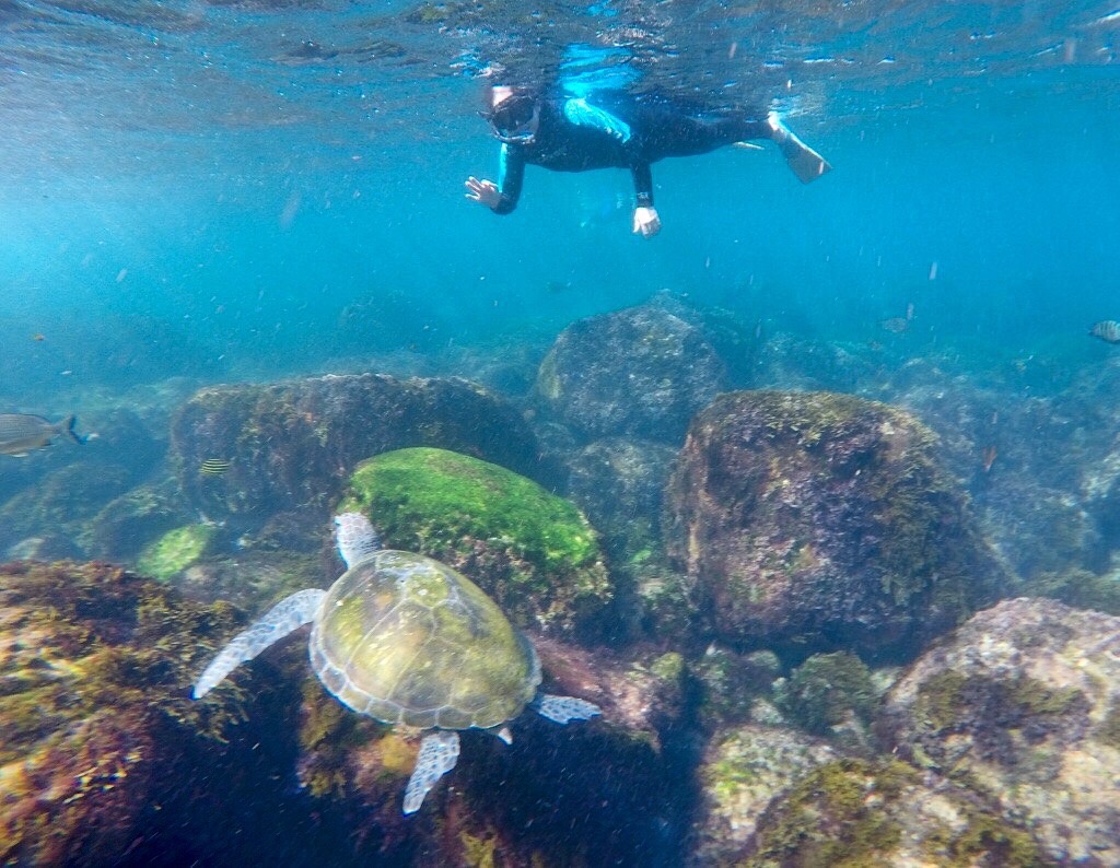 Turtle Snorkel Discount Code at Laura Rhodes blog