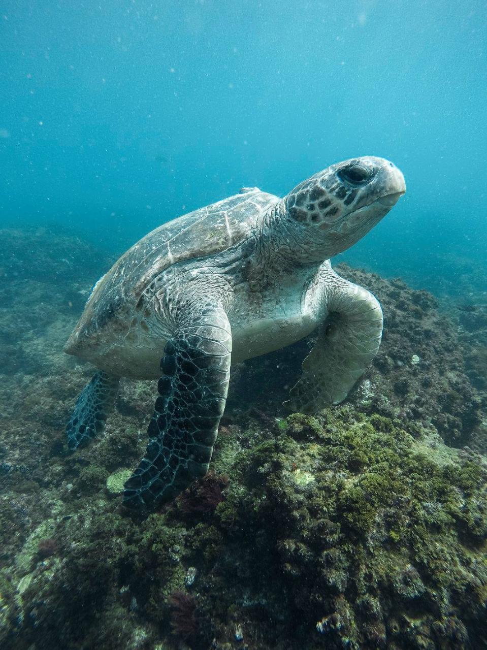 Snorkelling with the Turtles Private Boat