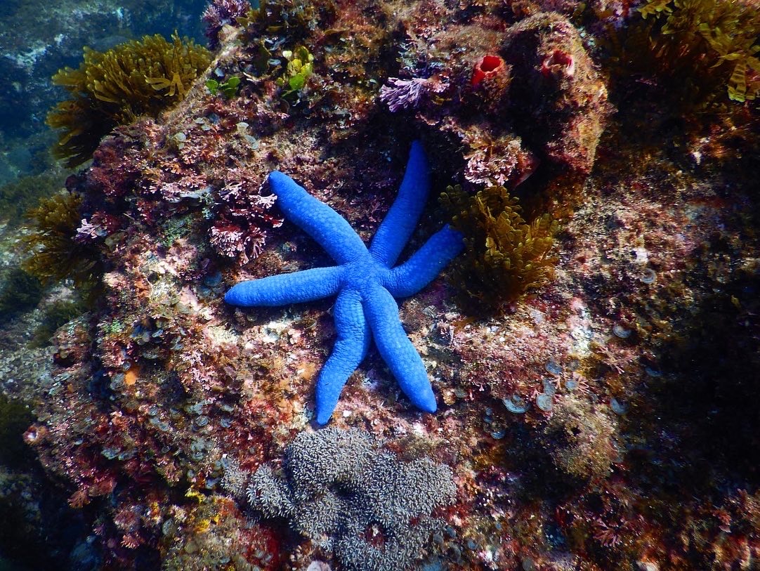 SNORKEL WITH THE TURTLES! ( Private Boat )