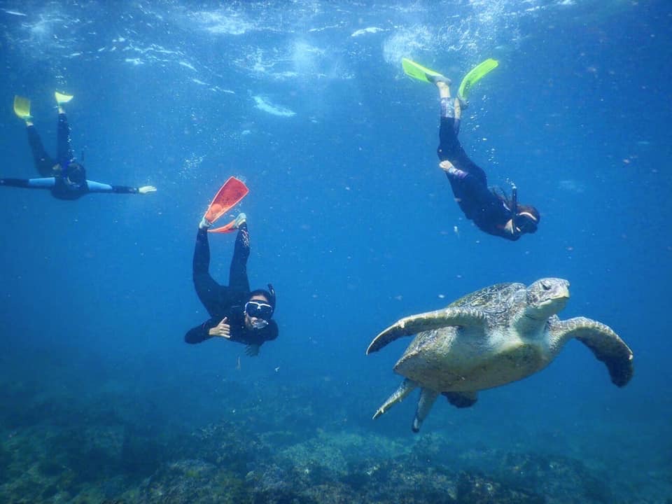 SEA TURTLE ODYSSEY: SNORKELING AT COOK ISLAND