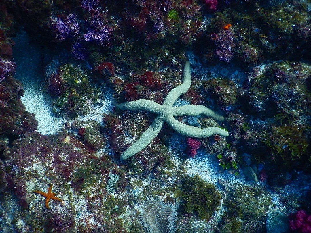 SNORKEL WITH THE TURTLES! ( Private Boat )