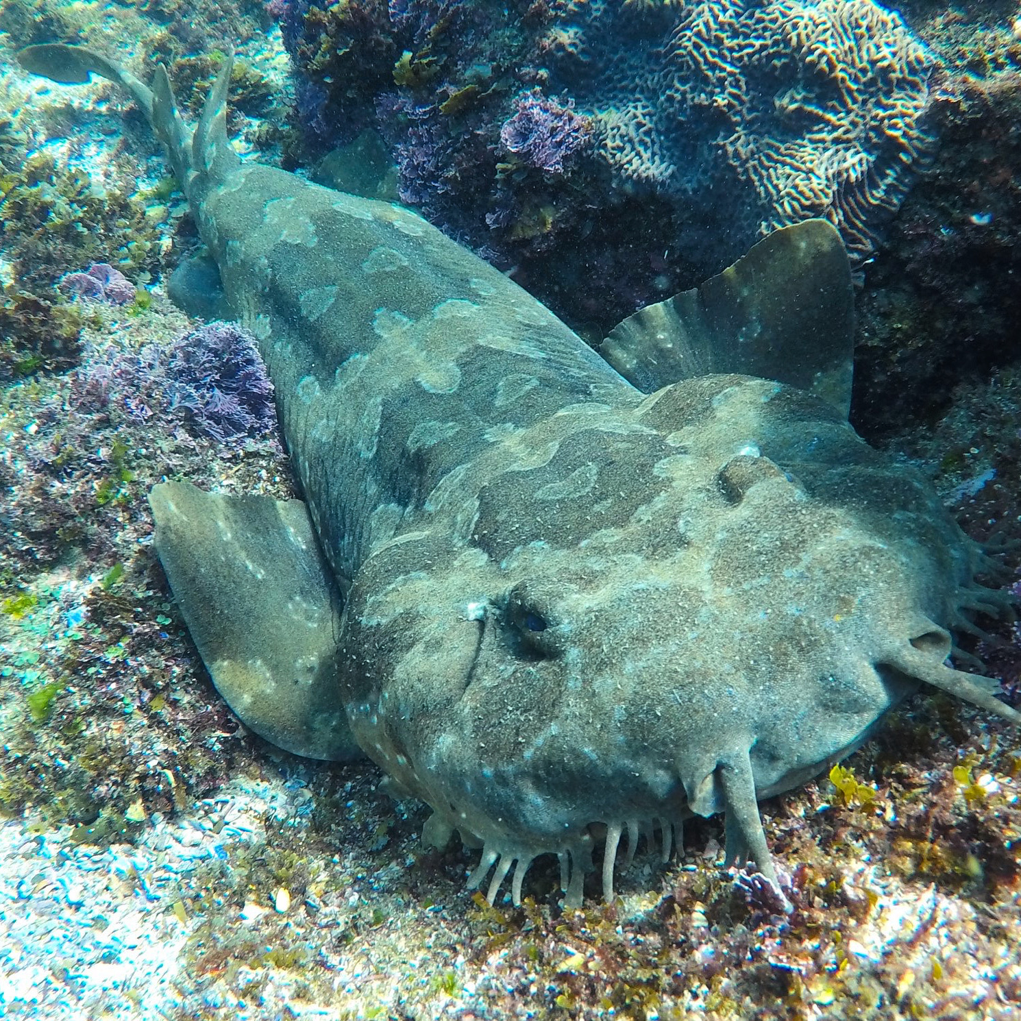 SNORKEL WITH THE TURTLES! (Private Boat)