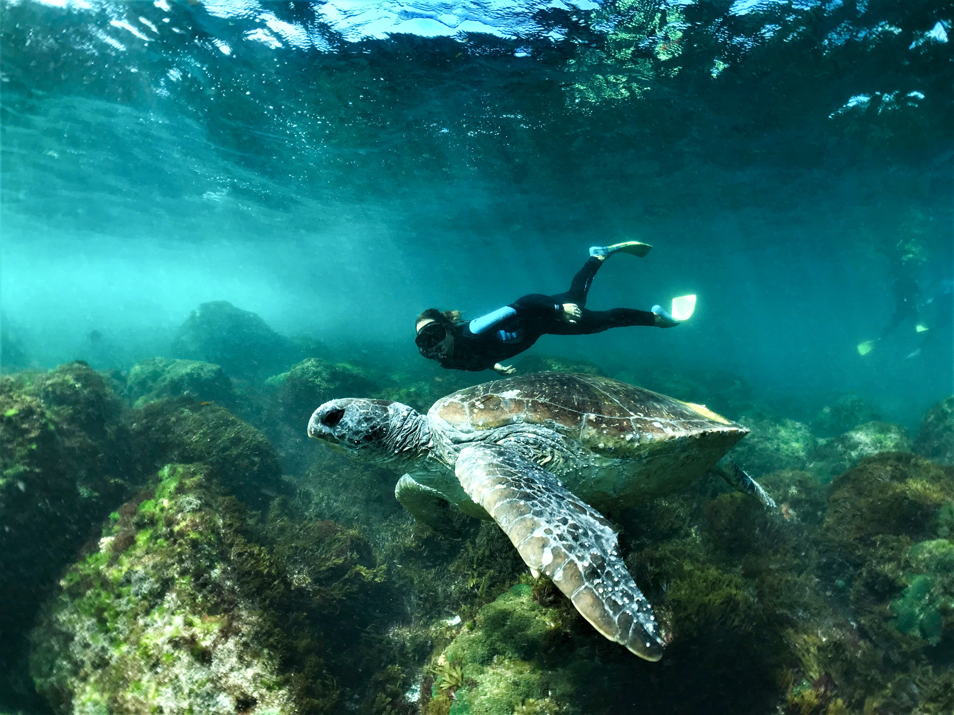 SNORKEL WITH THE TURTLES! (Private Boat)