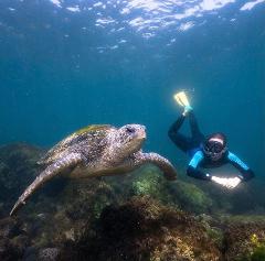 Brave Babes - Snorkel with the Turtles!