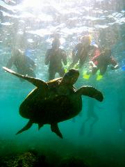 SNORKEL WITH THE TURTLES!