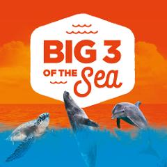 THE BIG 3 OF THE SEA!
