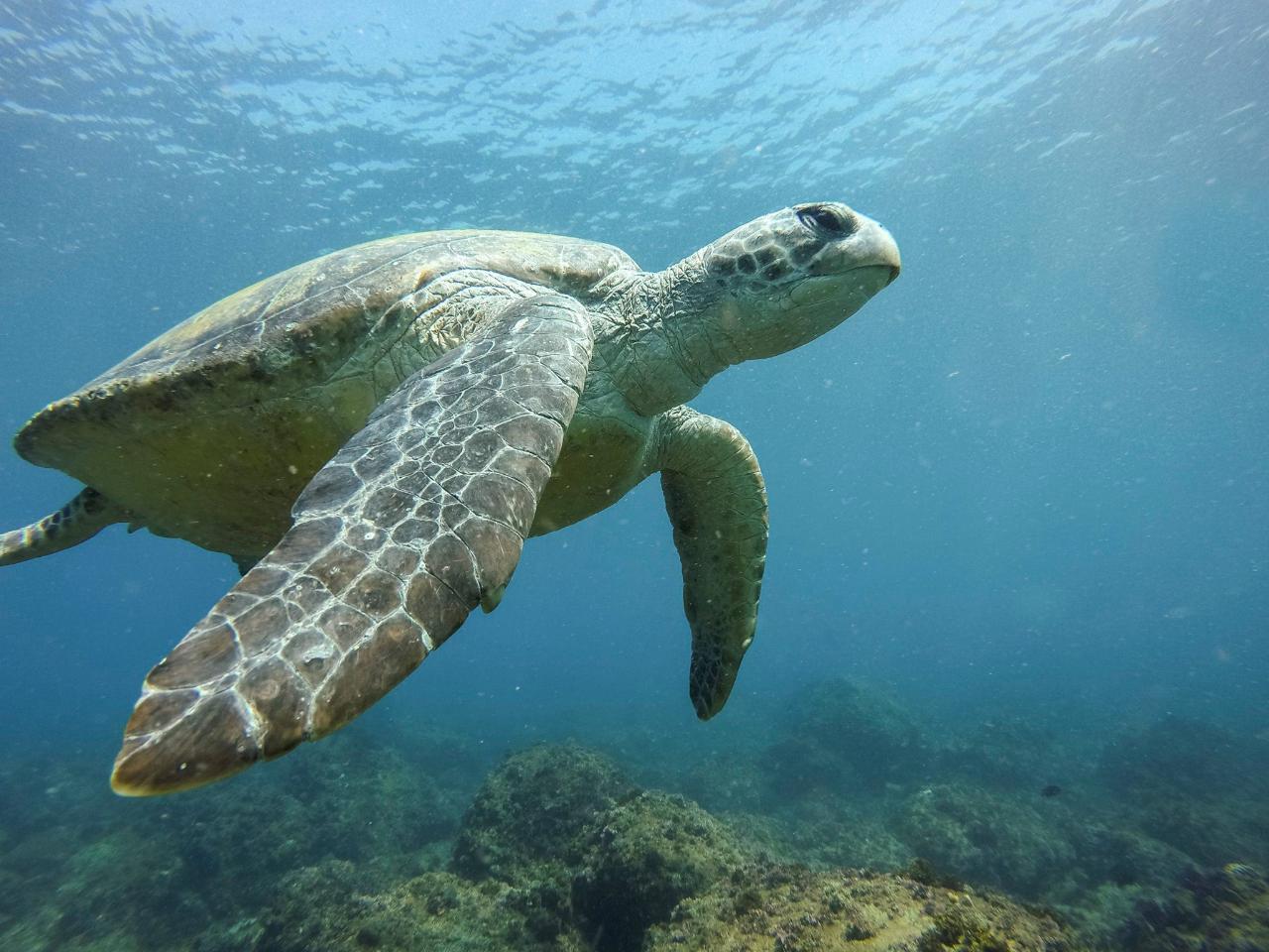 SNORKEL WITH THE TURTLES! - Watersports Guru Reservations