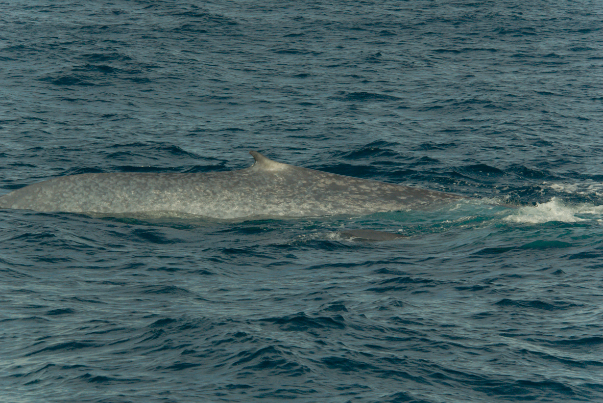 Your Whale Adventure