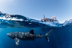 Whale Shark Tour                        (Mar-Aug)