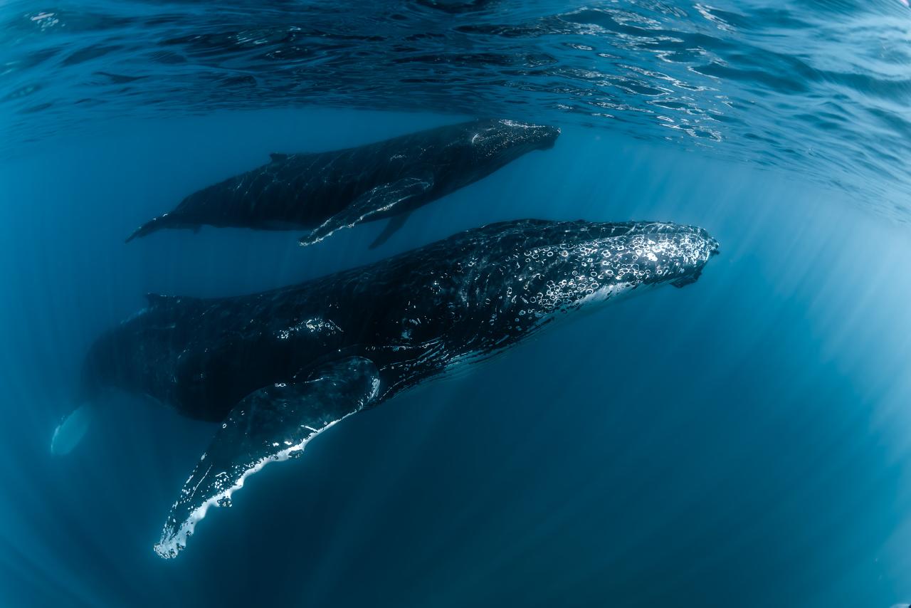 Humpback Whale Tour  (Aug-Oct)
