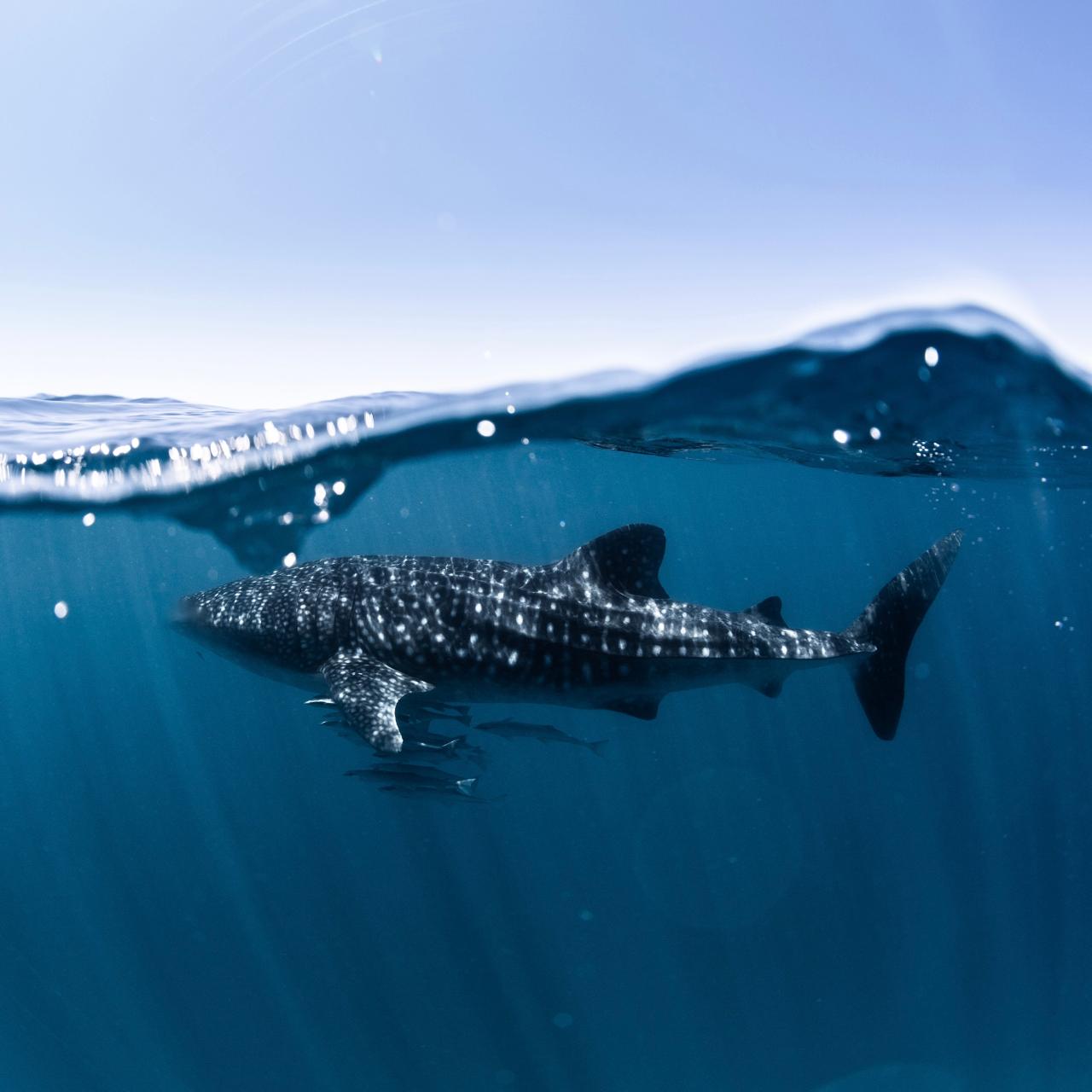 Whale Shark & Ningaloo Reef Tour (Sep-Oct)