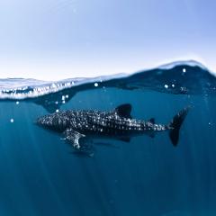 Whale Shark & Ningaloo Reef Tour (Sep-Oct)
