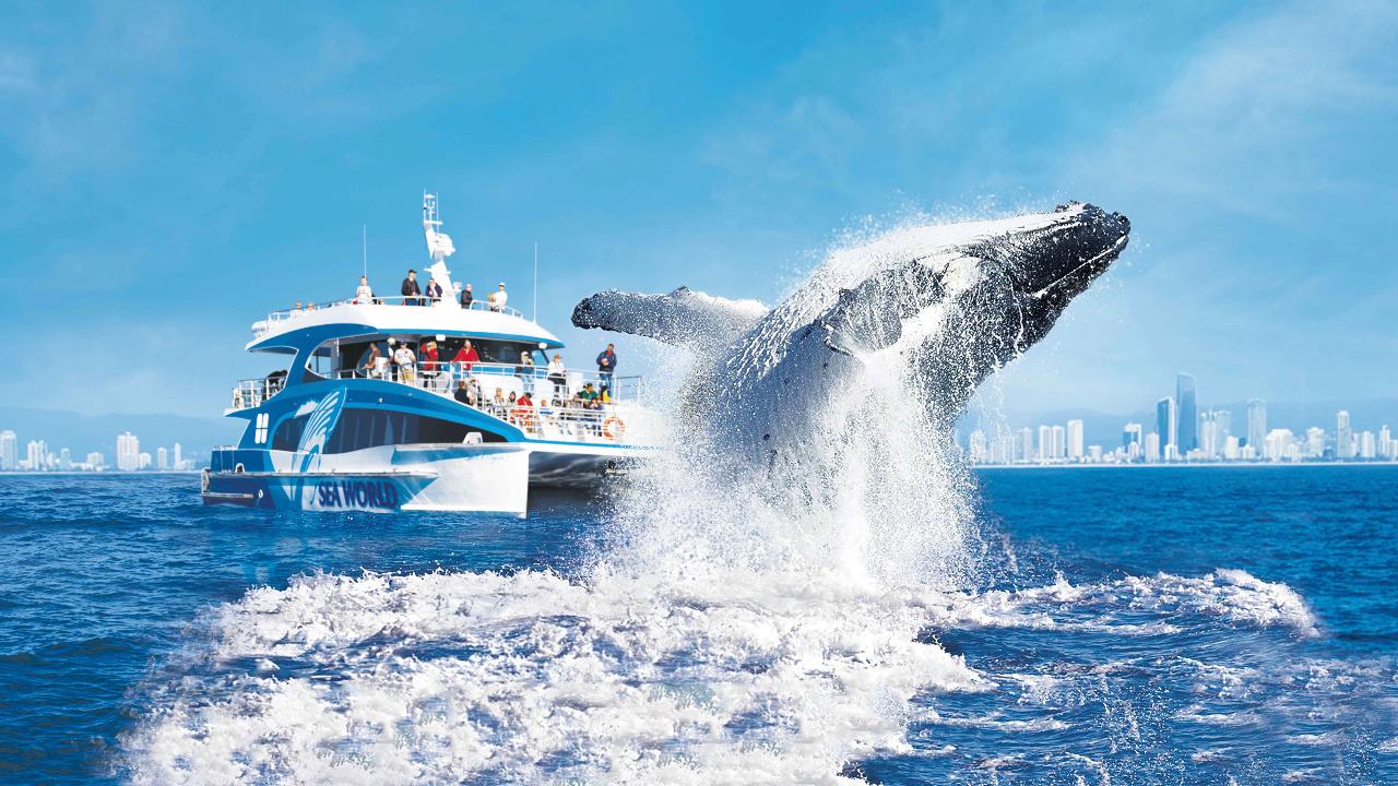 [Private Event]  Sea World Whale Watch