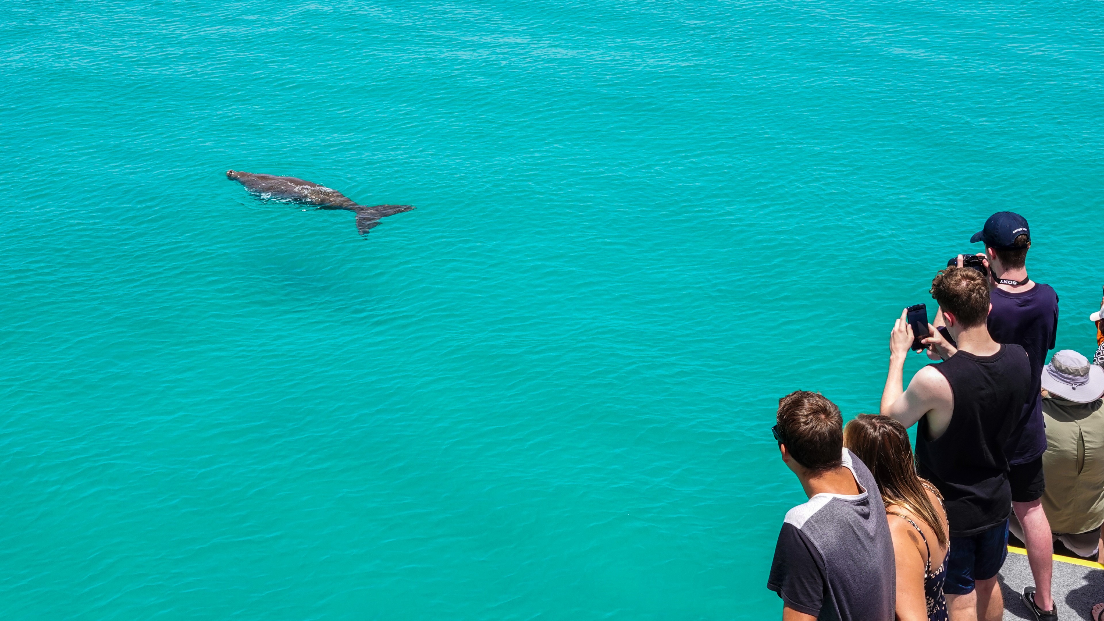 moreton island dolphin and snorkel cruise adventure