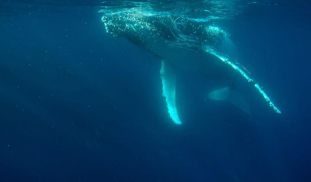 Gold Coast Whale Watch (with Hotel Transfers)