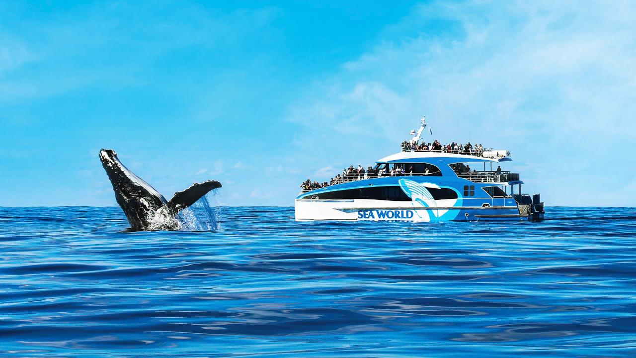 Sea World Whale Watch - Special ($20 off )