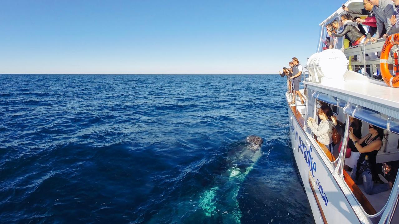 Whales in Paradise - Gold Coast - Sea World Cruises - The Tour ...