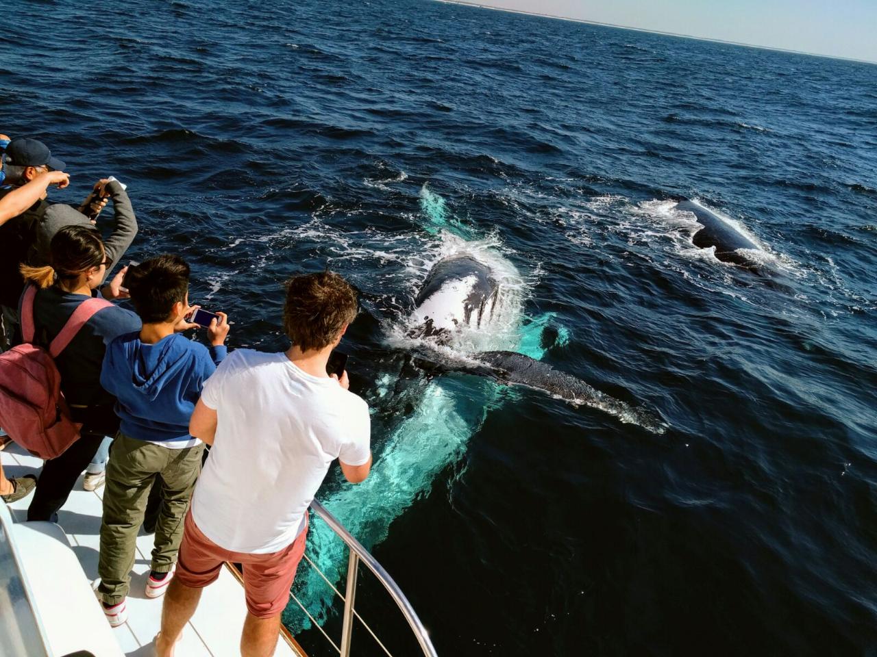 liberty cruise whale watching