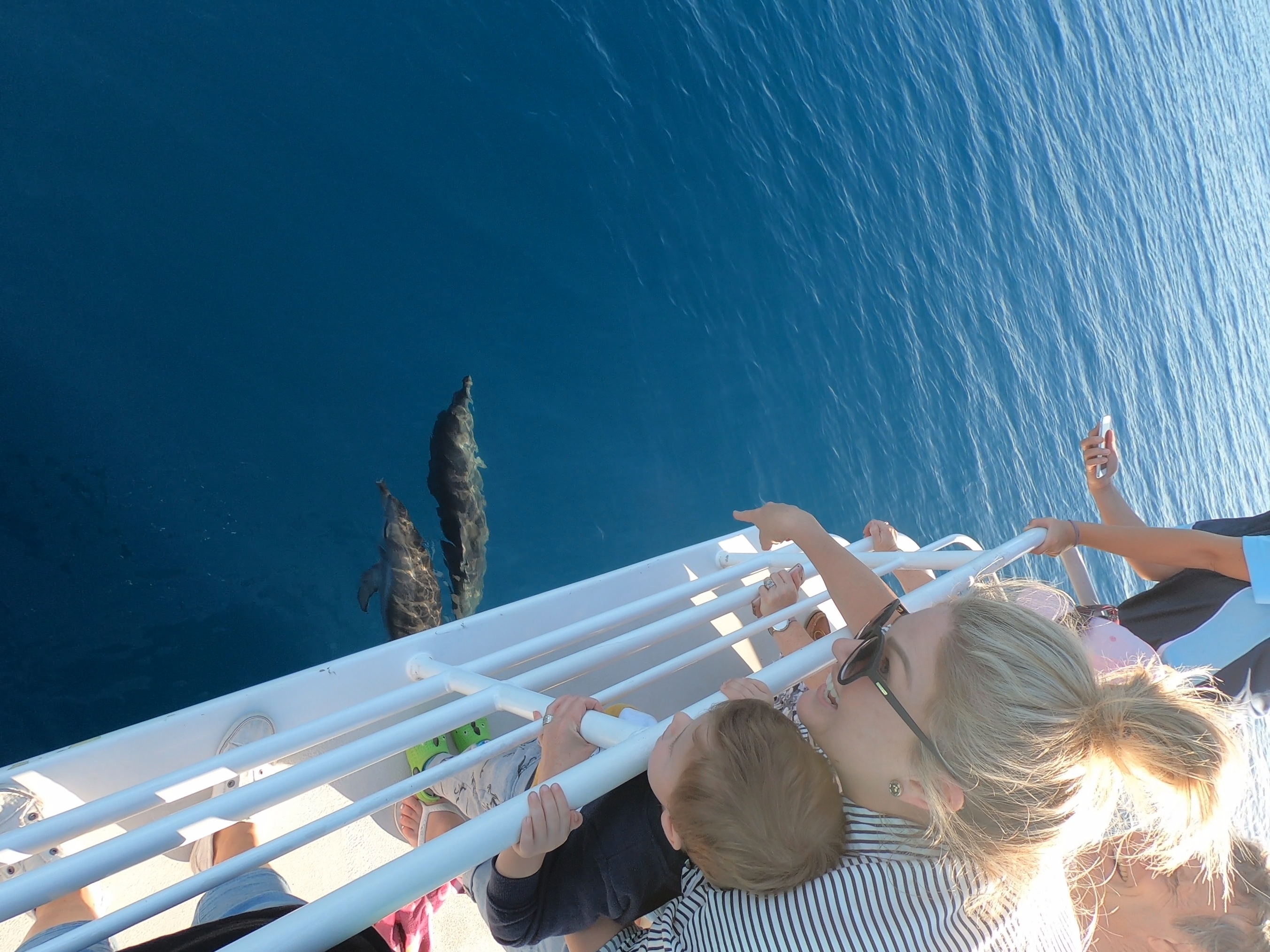 Hervey Bay Whale Search and Dolphin Watch