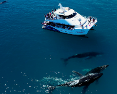 Whale Watch + Fraser Experience Escape Tour Package