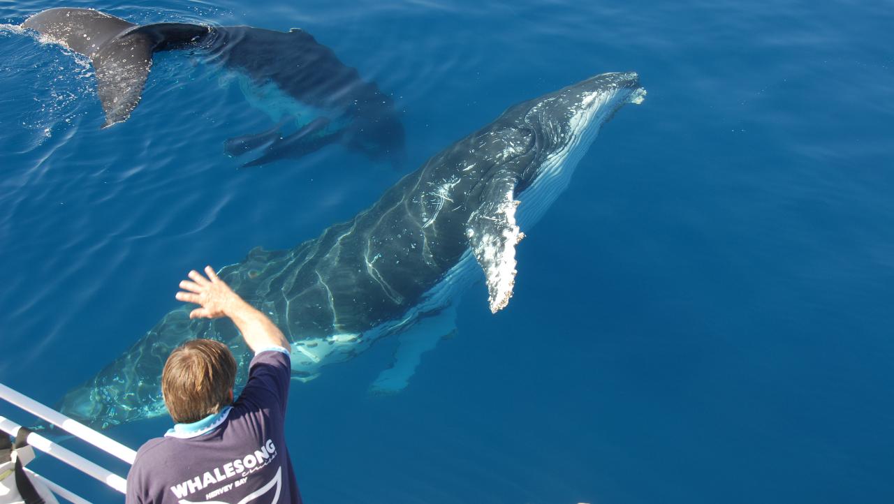 Whalesong Whale Watch Tour
