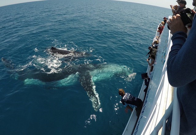 Whale Watch + Sunrover Fraser Island Tour package