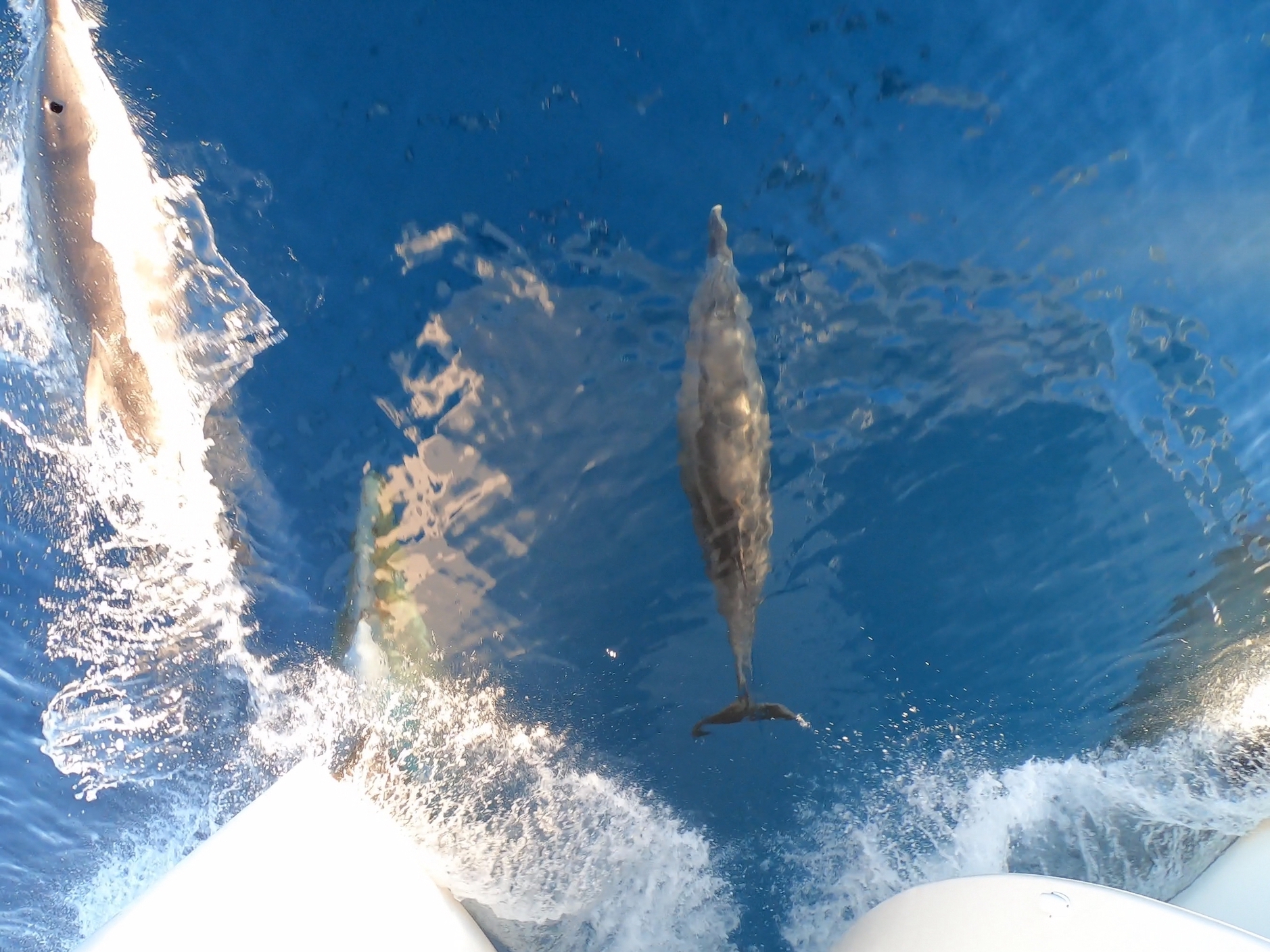 Hervey Bay Whale Search and Dolphin Watch