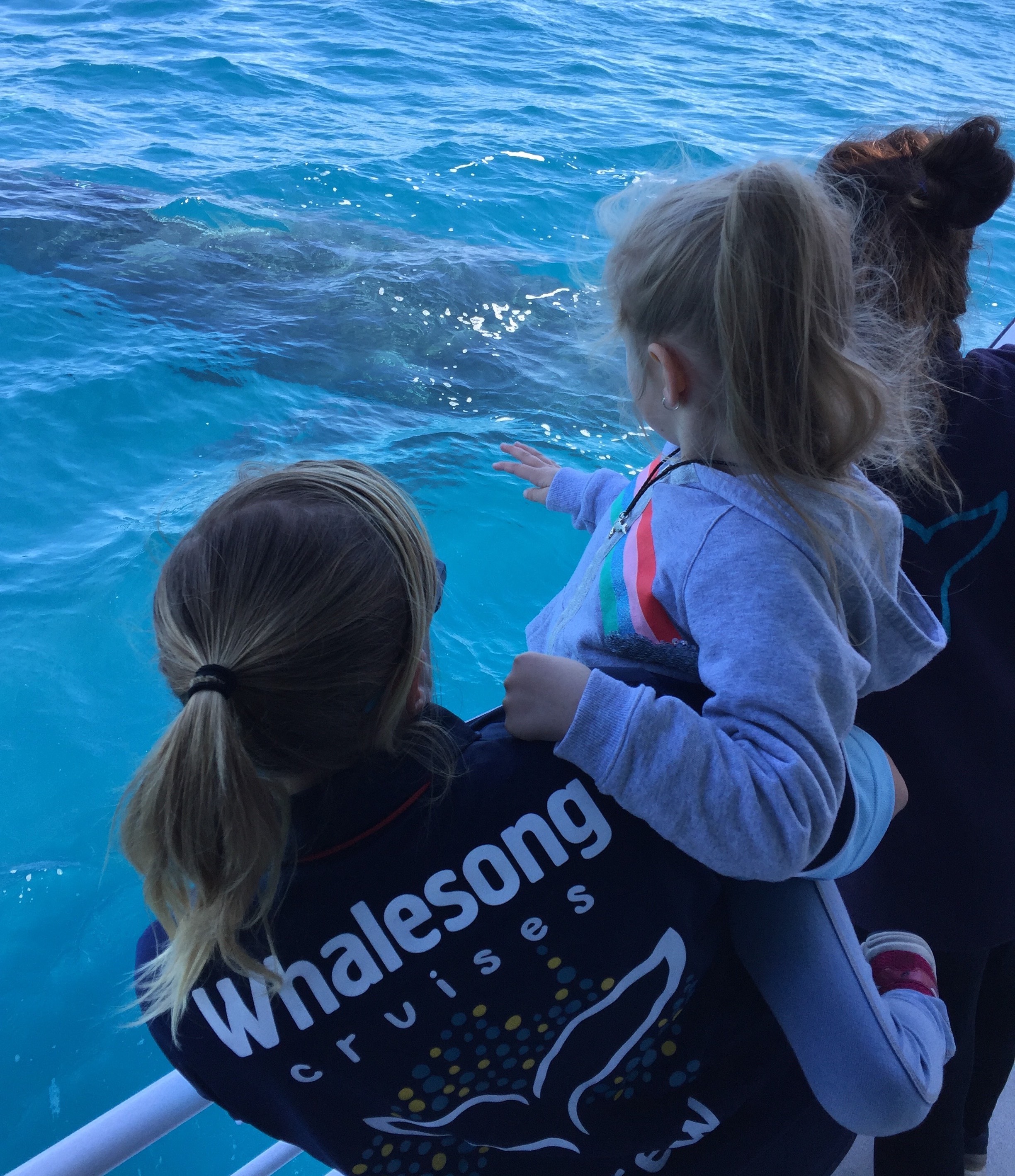 Hervey Bay Whale Search and Dolphin Watch