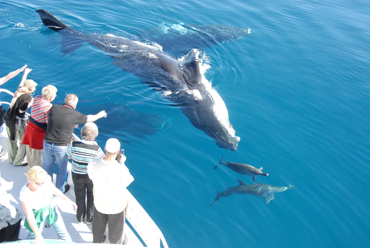 Hervey Bay Whale Search and Dolphin Watch - Pier Caravan Park Hervey ...