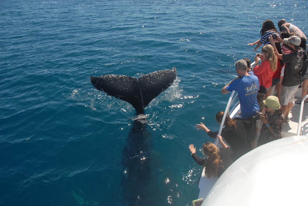 Whalesong Whale Watch Tour - Whalesong Cruises Hervey Bay Reservations