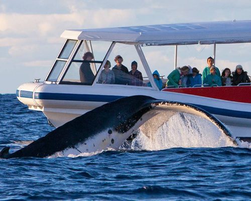Whale Watching 'N' Wineries Tour