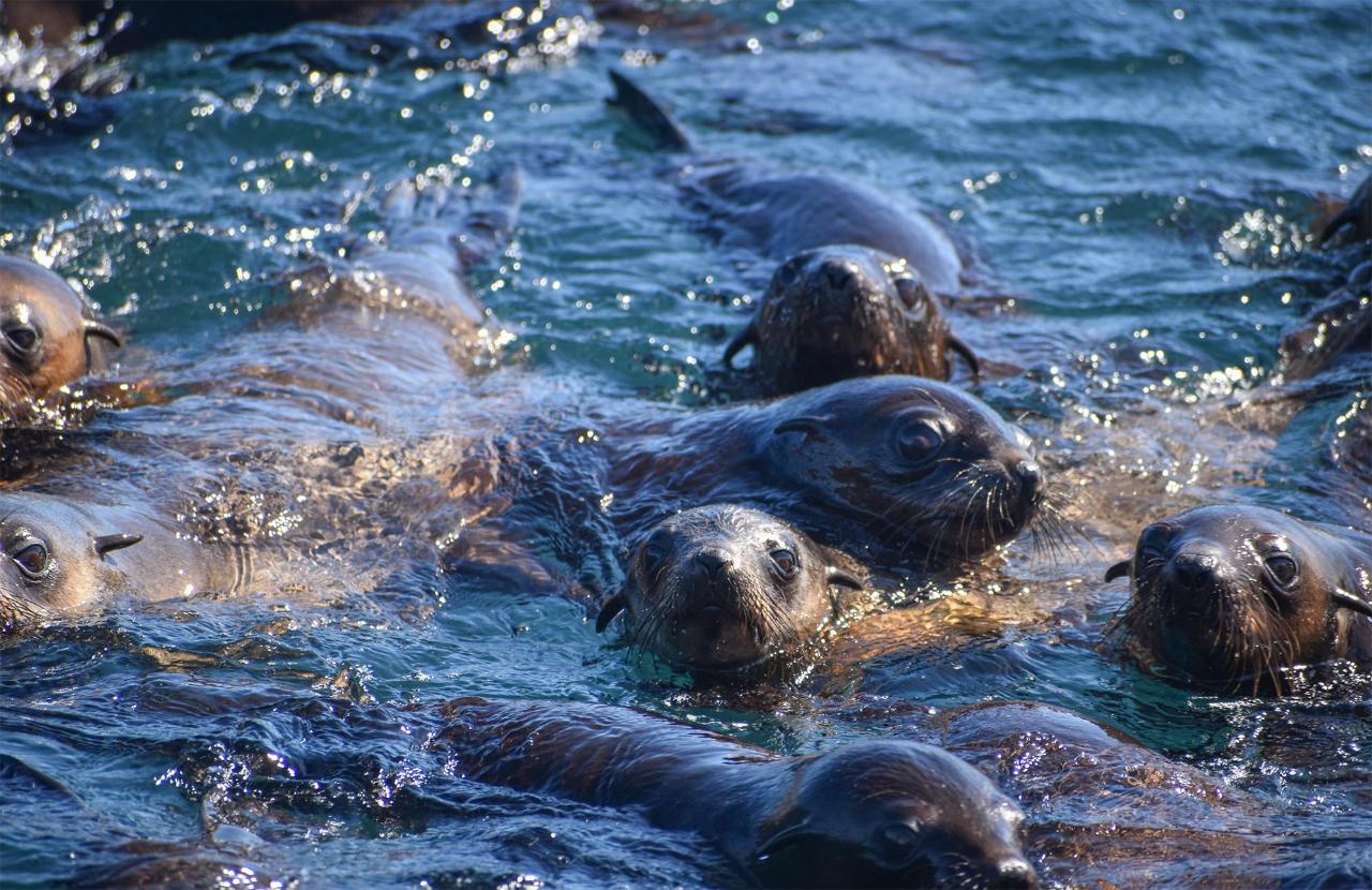 phillip island seal cruise review