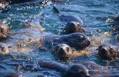 Phillip Island Seal Cruise Gift Card