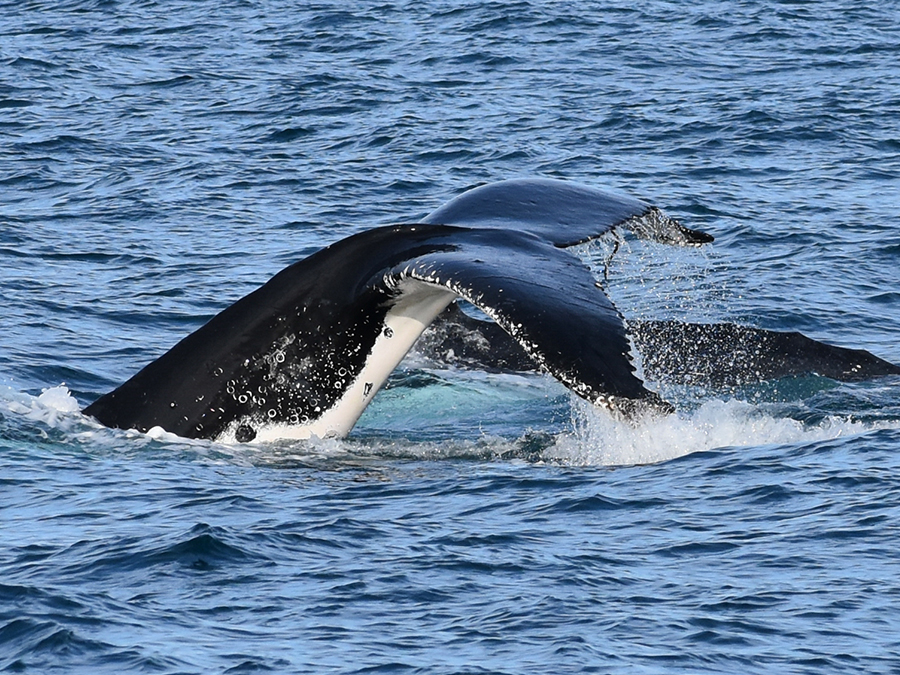 Winter Whale Cruise From San Remo