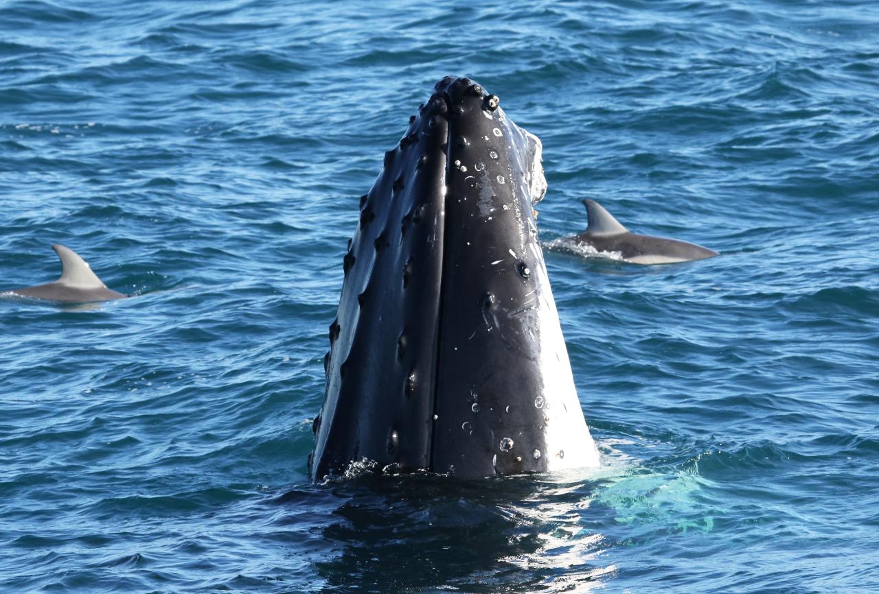 Dolphin & Whale Cruise