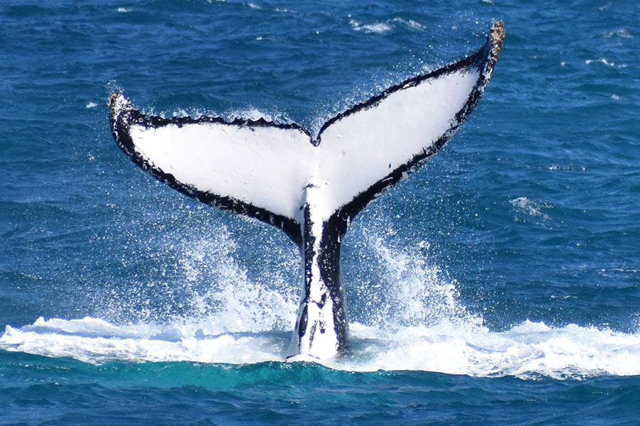 whale watching cruise wilsons prom