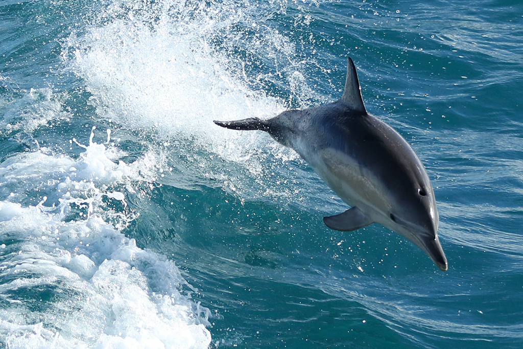 Dolphin & Whale Cruise