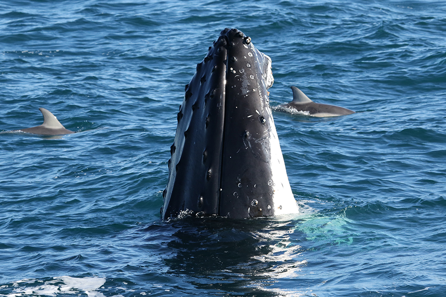 Dolphin & Whale Cruise