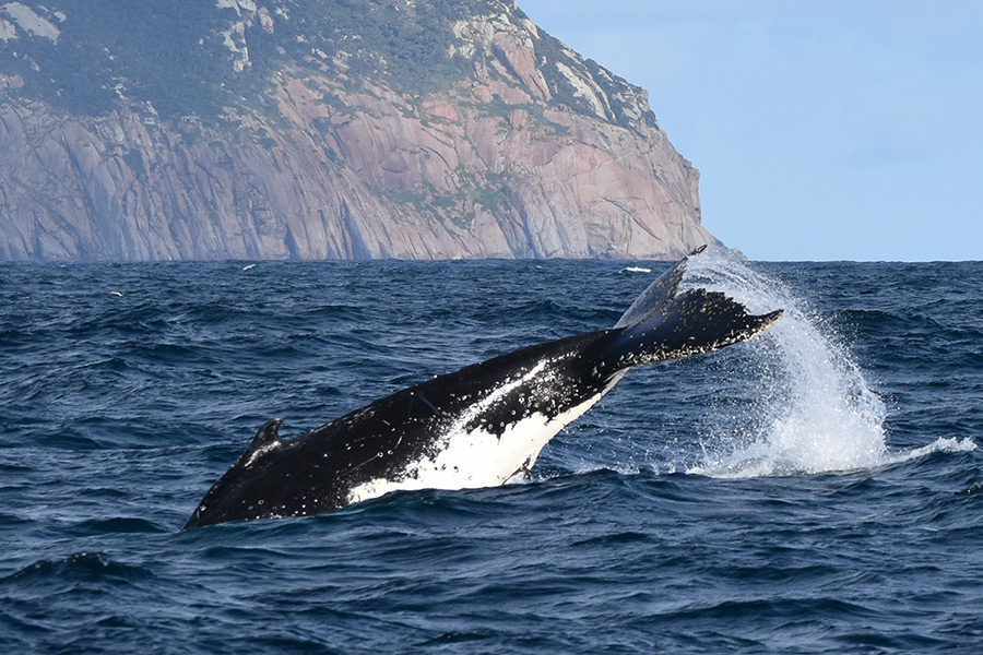 Wilsons Prom Whale Cruise Gift Card