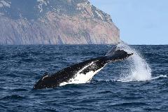 Wilsons Prom Whale Cruise Gift Card