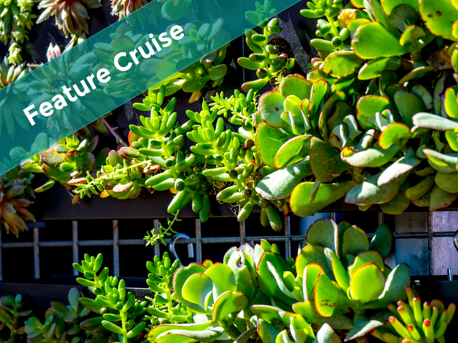 Peninsula Market Cruise