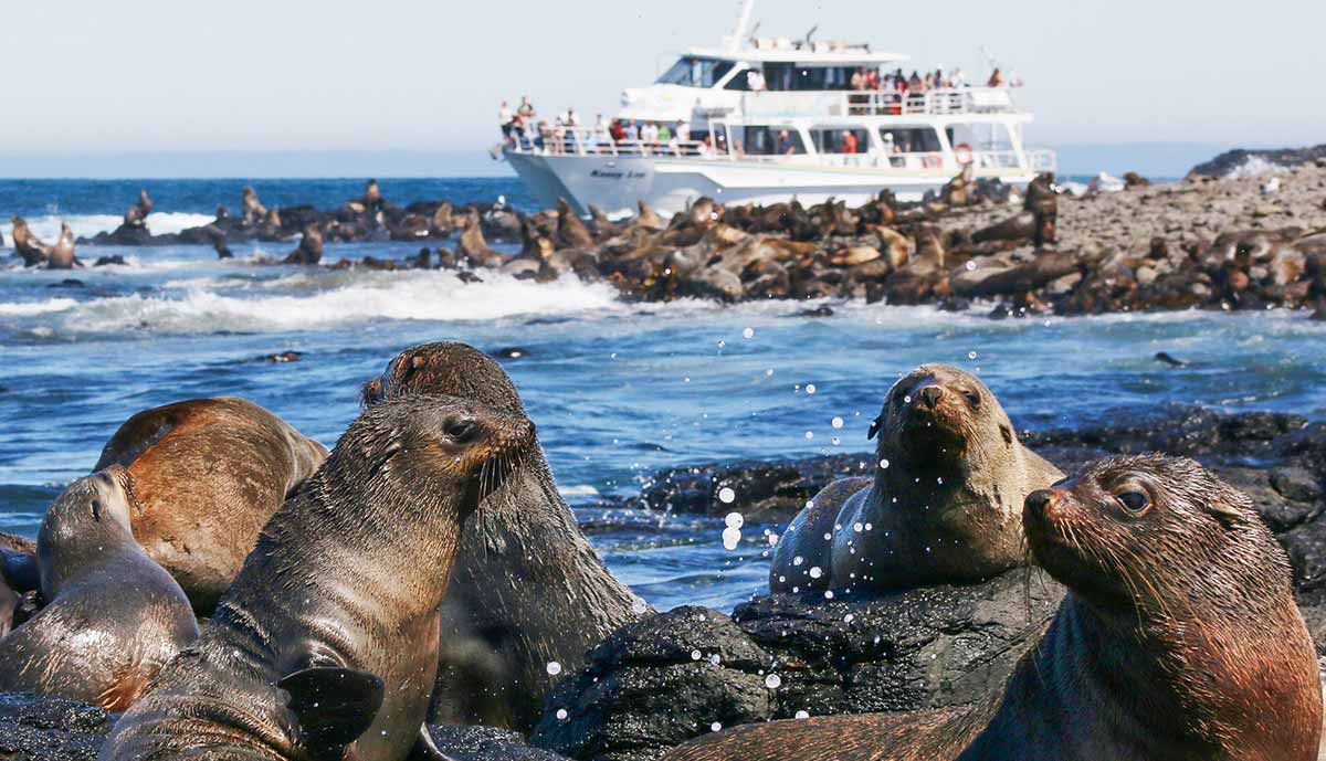 Seal Watching Cruise