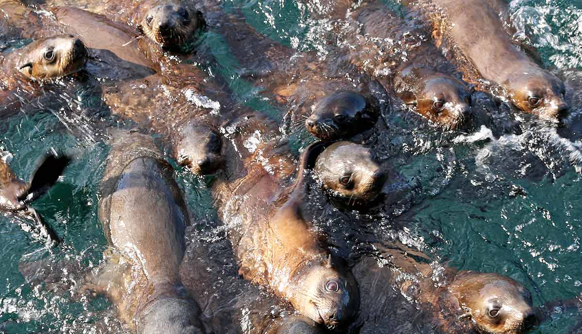 Seal Watching Cruise