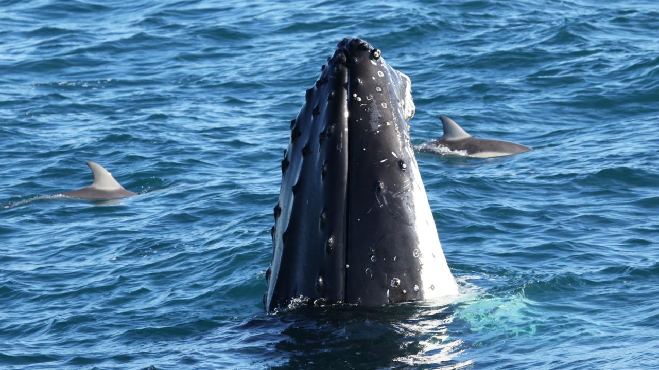 Winter Whale Cruise