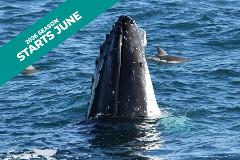 Dolphin & Whale Cruise