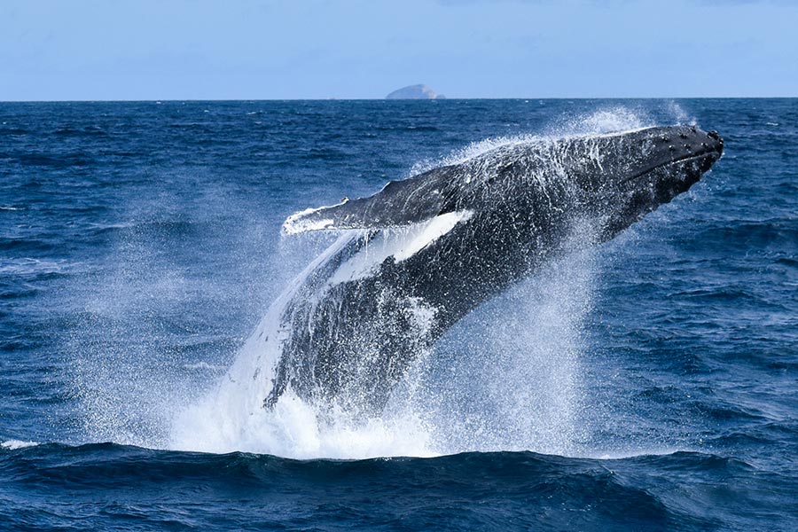 whale watching cruise wilsons prom