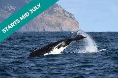 Wilsons Prom Whale Cruise