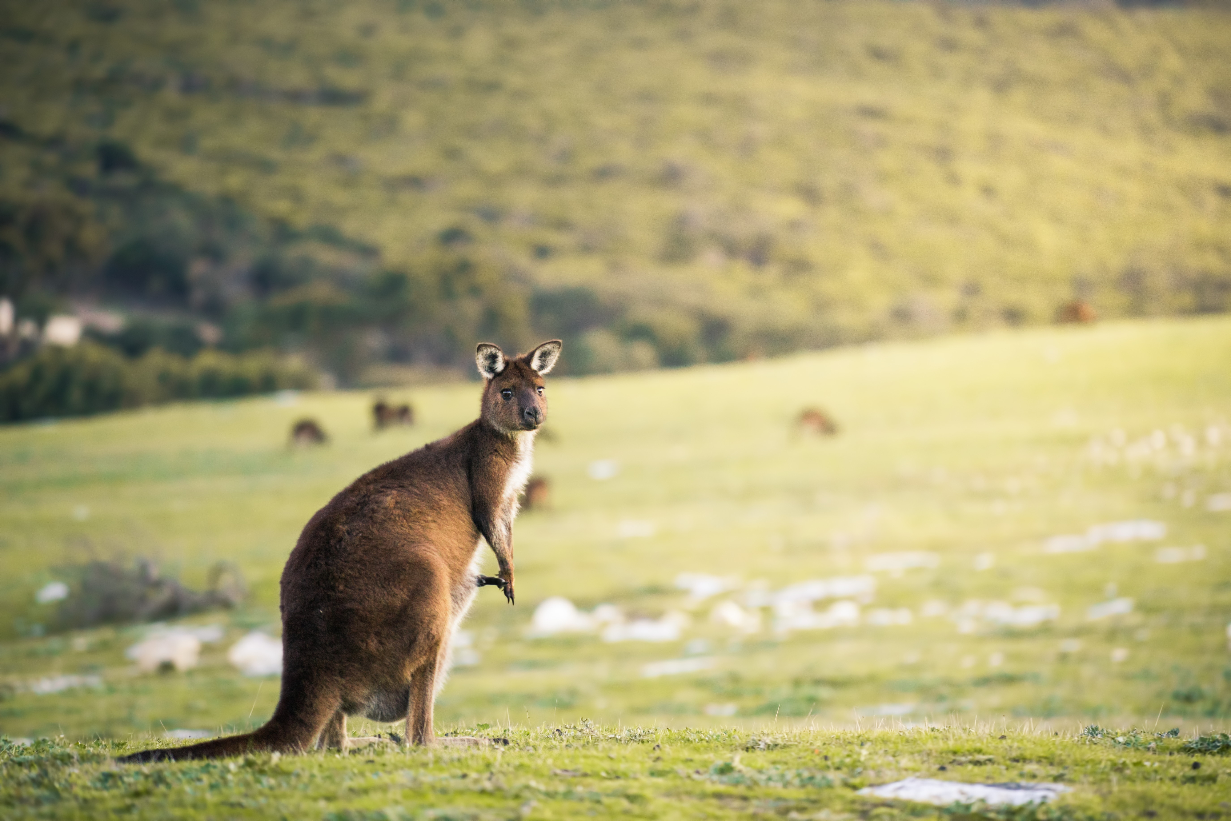 3-Day Kangaroo Island Adventure Tour from Adelaide: Flinders Chase National Park | Meals Mentioned Included